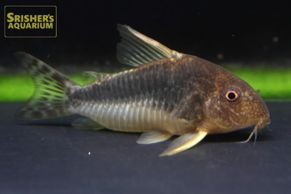 画像1: コリドラス ゴッセイ WILD