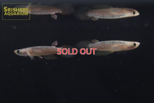 画像5: リブルス　オルナータス（ペルー）