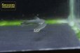 画像5: 怪魚・寄生魚のヴァンデリア シルローサ (5)