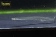 画像6: 怪魚・寄生魚のヴァンデリア シルローサ (6)