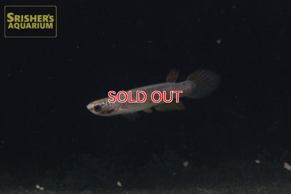 画像7: リブルス　オルナータス（ペルー）