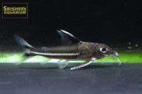 テネルス　レポリヌス