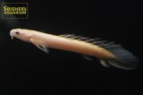 ポリプテルス　セネガルス　ハイポメラニスティック　ロングフィン