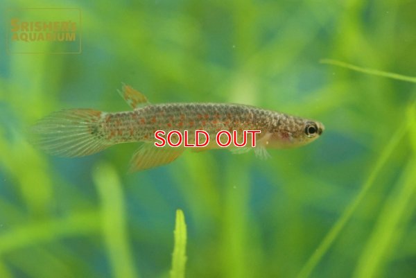 画像1: リブルス　オルナータス（ペルー）