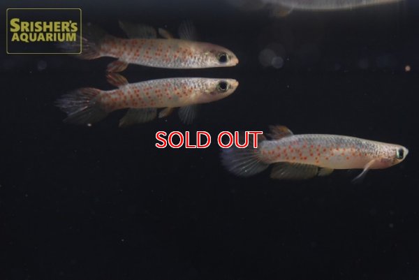 画像3: リブルス　オルナータス（ペルー）