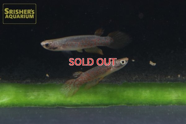 画像2: リブルス　オルナータス（ペルー）