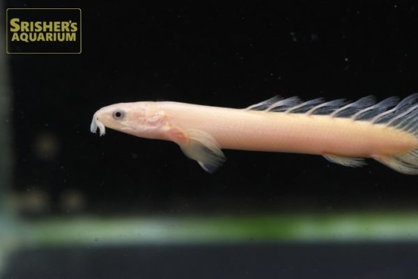画像3: ポリプテルス　セネガルス　ハイポメラニスティック　ロングフィン