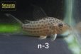 画像3: コリドラス　セミロングノーズラージスポットアラグアイアエンシス　選べる！ (3)
