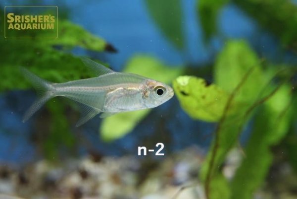 画像2: 混じりカラシン3種類(ペルー産) 選べる!