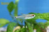 混じりカラシン３種類（ペルー産）　選べる！
