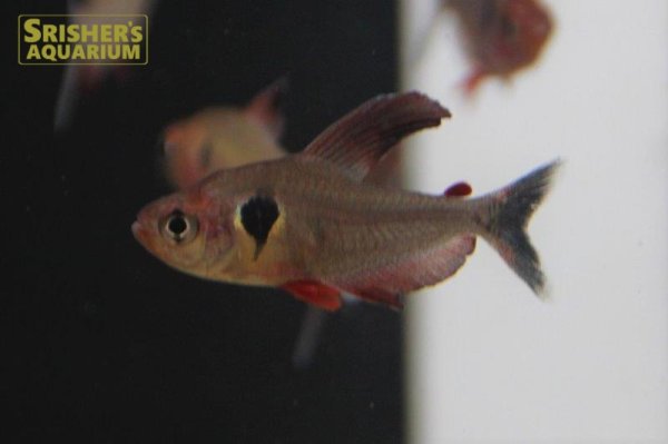 画像4: ファイヤーファントムテトラ