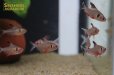 画像5: ファイヤーファントムテトラ