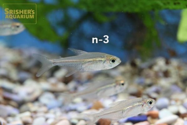 画像3: 混じりカラシン3種類(ペルー産) 選べる!