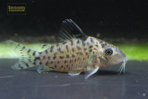 画像2: コリドラス　アガシジィ（ペルー）