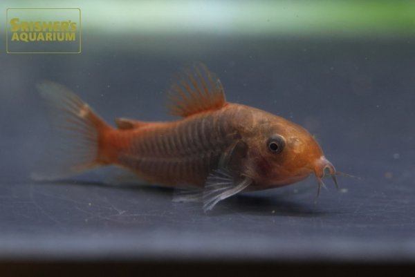 画像1: コリドラス　ヘファエスタス　WILD