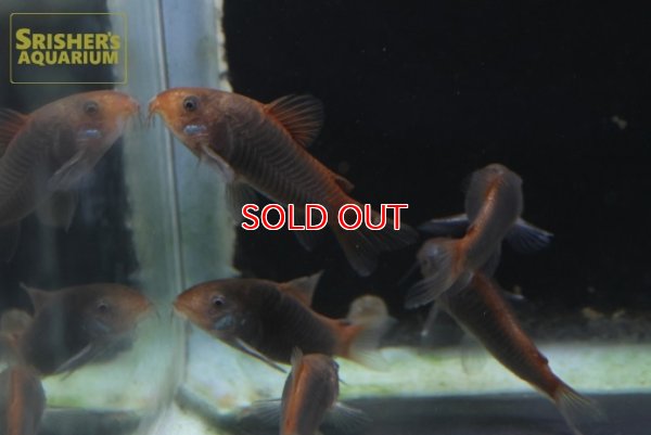 画像7: コリドラス　ヘファエスタス　WILD