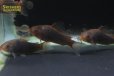 画像6: コリドラス　ヘファエスタス　WILD
