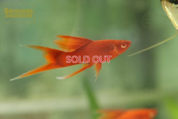 画像3: リアルレッドアイタンジェリンハイフィンライヤーソード