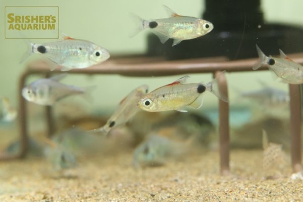 画像2: アフリカンムーンテトラ