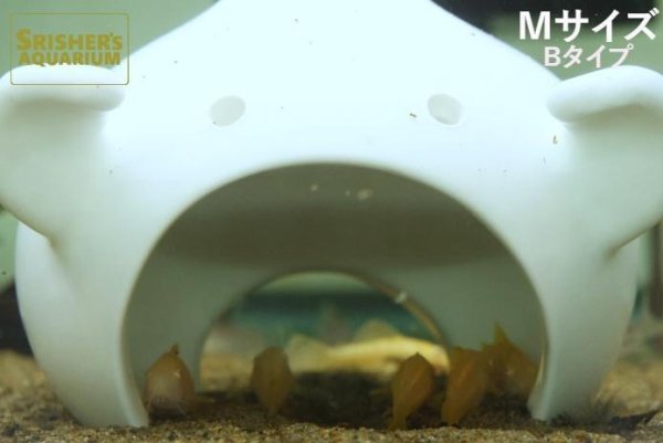 画像7: おばけシェルター Bタイプ