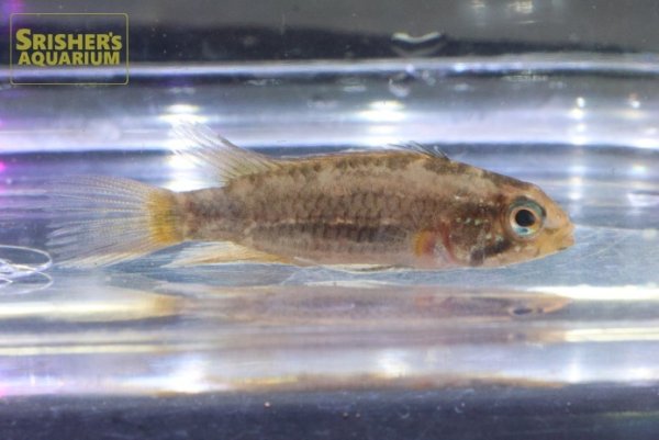 画像3: アピストグラマ　ビタエニアータ　マムリ　(ブリード) 