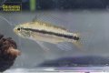 アピストグラマ　ビタエニアータ　マムリ　(ブリード) 