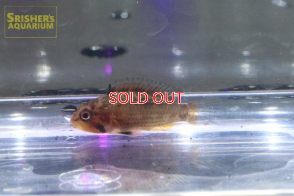 画像4: アピストグラマ　SP.ジュルアエメラルド　(ブリード) 