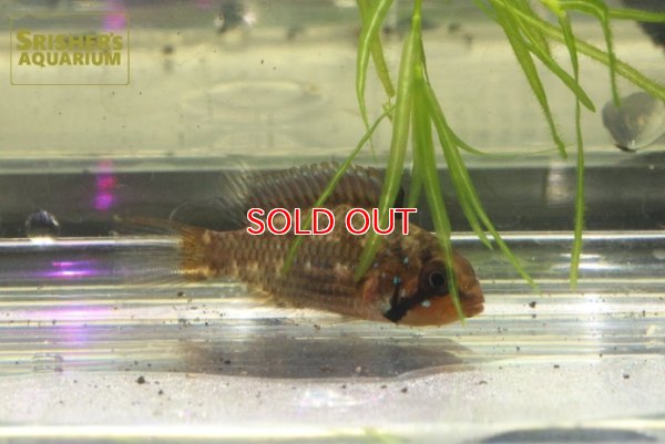 画像3: アピストグラマ　SP.ジュルアエメラルド　(ブリード) 