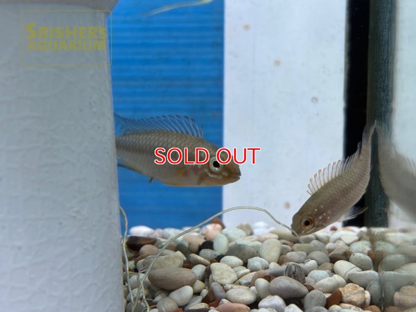 画像5: アピストグラマ　cf. フラベリカウダ 国産ブリード (ペア)