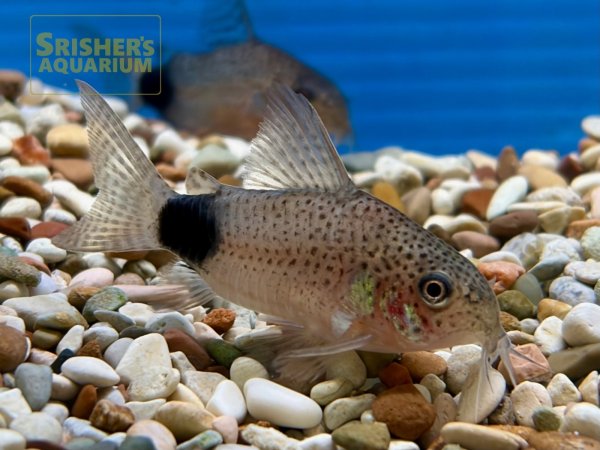 画像3: コリドラス　カウディマキュラータ　（ブリード）