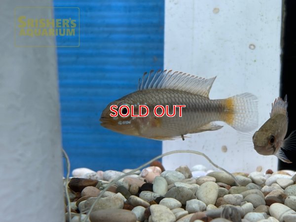 画像4: アピストグラマ　cf. フラベリカウダ 国産ブリード (ペア)