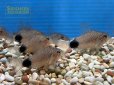 画像6: コリドラス　カウディマキュラータ　（ブリード）