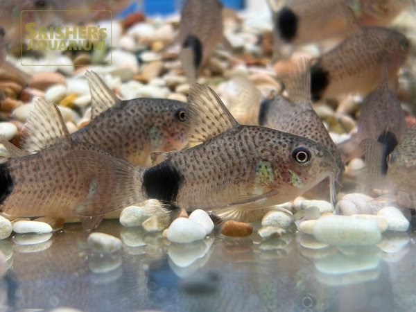 画像8: コリドラス　カウディマキュラータ　（ブリード）