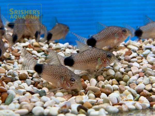 画像5: コリドラス　カウディマキュラータ　（ブリード）