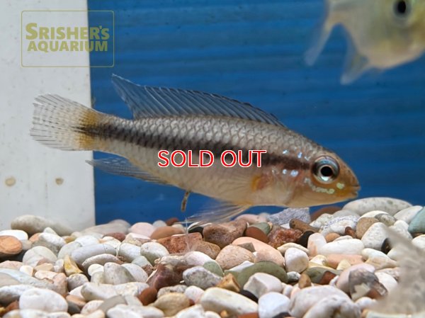 画像2: アピストグラマ　cf. フラベリカウダ 国産ブリード (ペア)