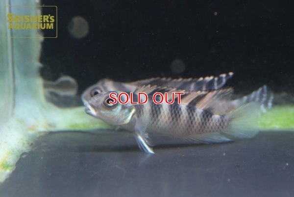 画像3: ナノクロミス　CF.トランスベスティタス WILD（ペア）