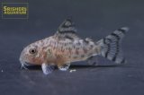コリドラス　タナトス　WILD