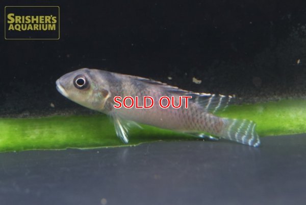 画像4: ナノクロミス　CF.トランスベスティタス WILD（ペア）