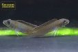 画像2: ナノクロミス　CF.ヌディケプス WILD（ペア） (2)