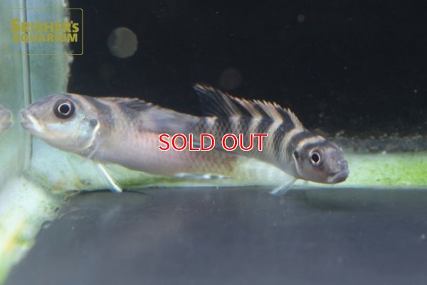 画像1: ナノクロミス　CF.トランスベスティタス WILD（ペア）