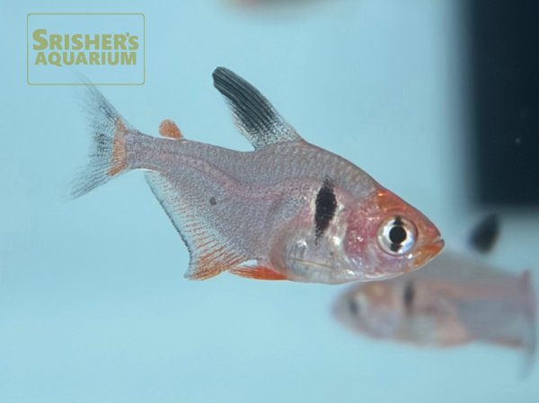 画像6: ファイヤーファントムテトラ