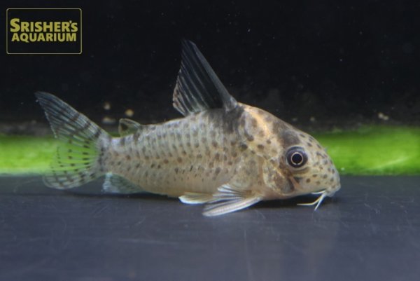 画像1: コリドラス　ロンドニア　８