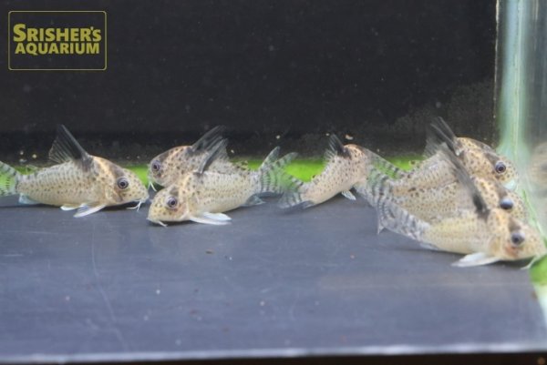 画像4: コリドラス　ロンドニア　８