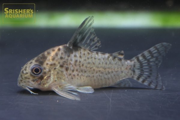 画像2: コリドラス　ロンドニア　８