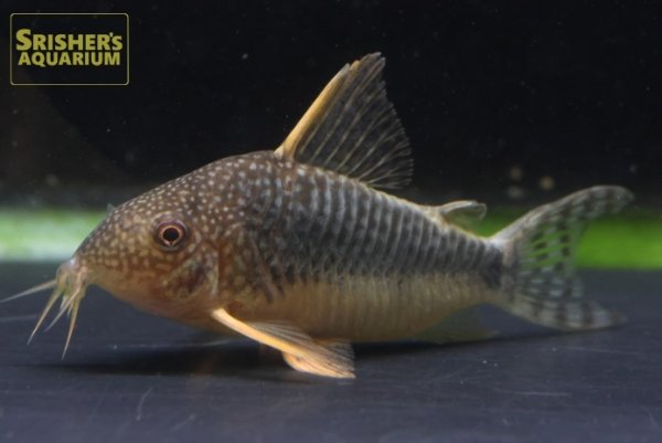 画像3: コリドラス　ファインスポットゴッセイ　ワイルド