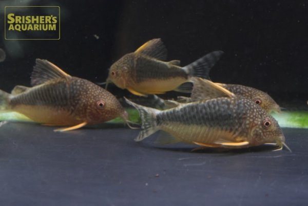 画像6: コリドラス　ファインスポットゴッセイ　ワイルド