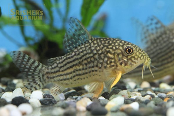 画像1: コリドラス　ステルバイ　WILD