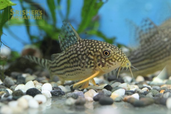 画像2: コリドラス　ステルバイ　WILD