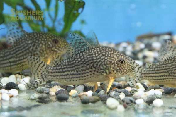 画像4: コリドラス　ステルバイ　WILD