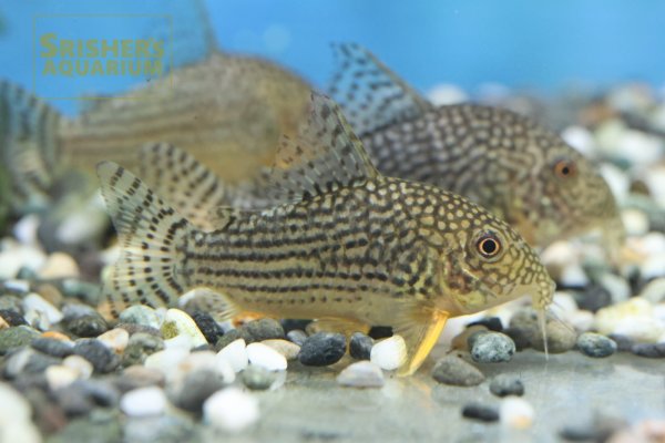 画像3: コリドラス　ステルバイ　WILD